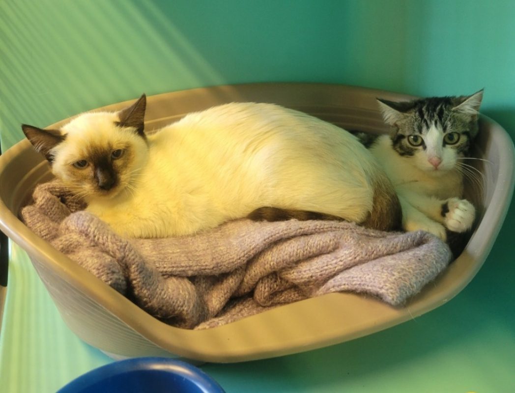Rem - Chat Européen à adopter