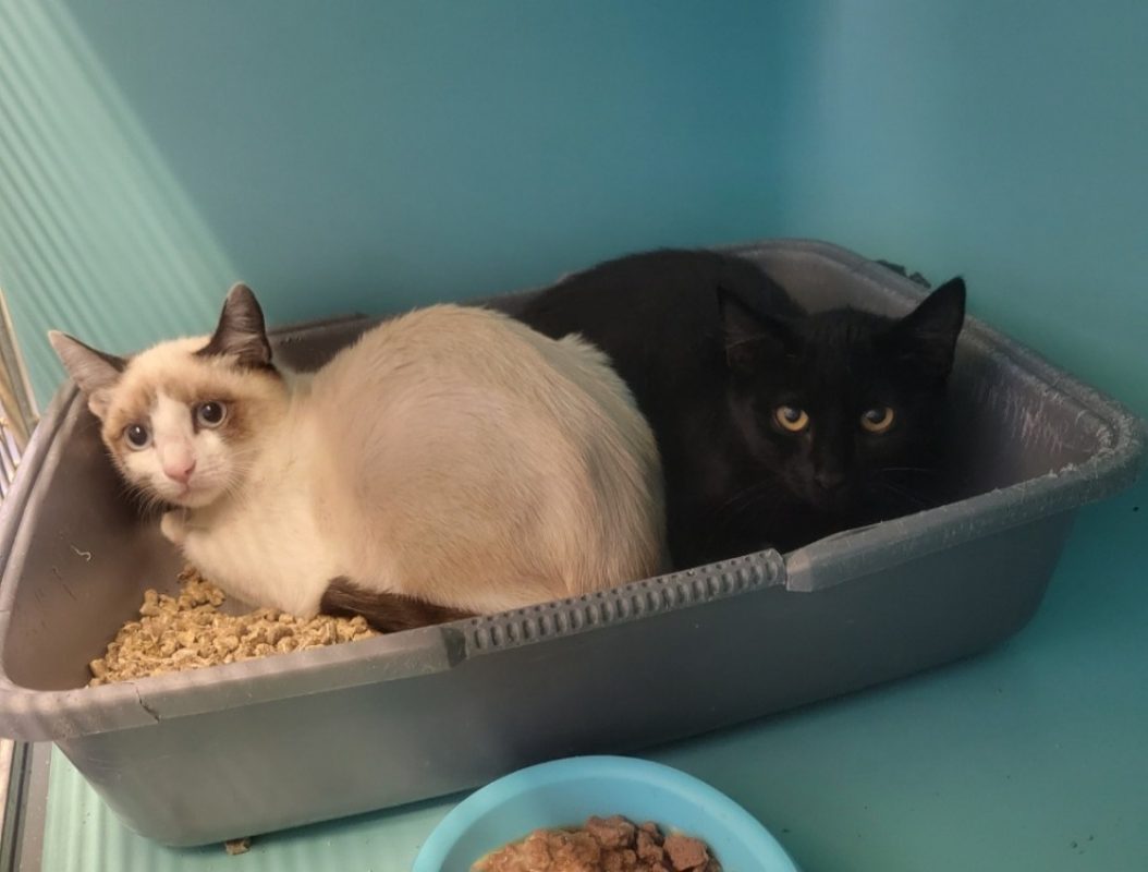 Pixou - Chat Siamois à adopter