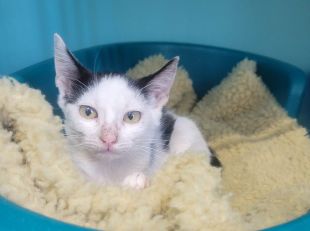 Nini - Chat Européen à adopter