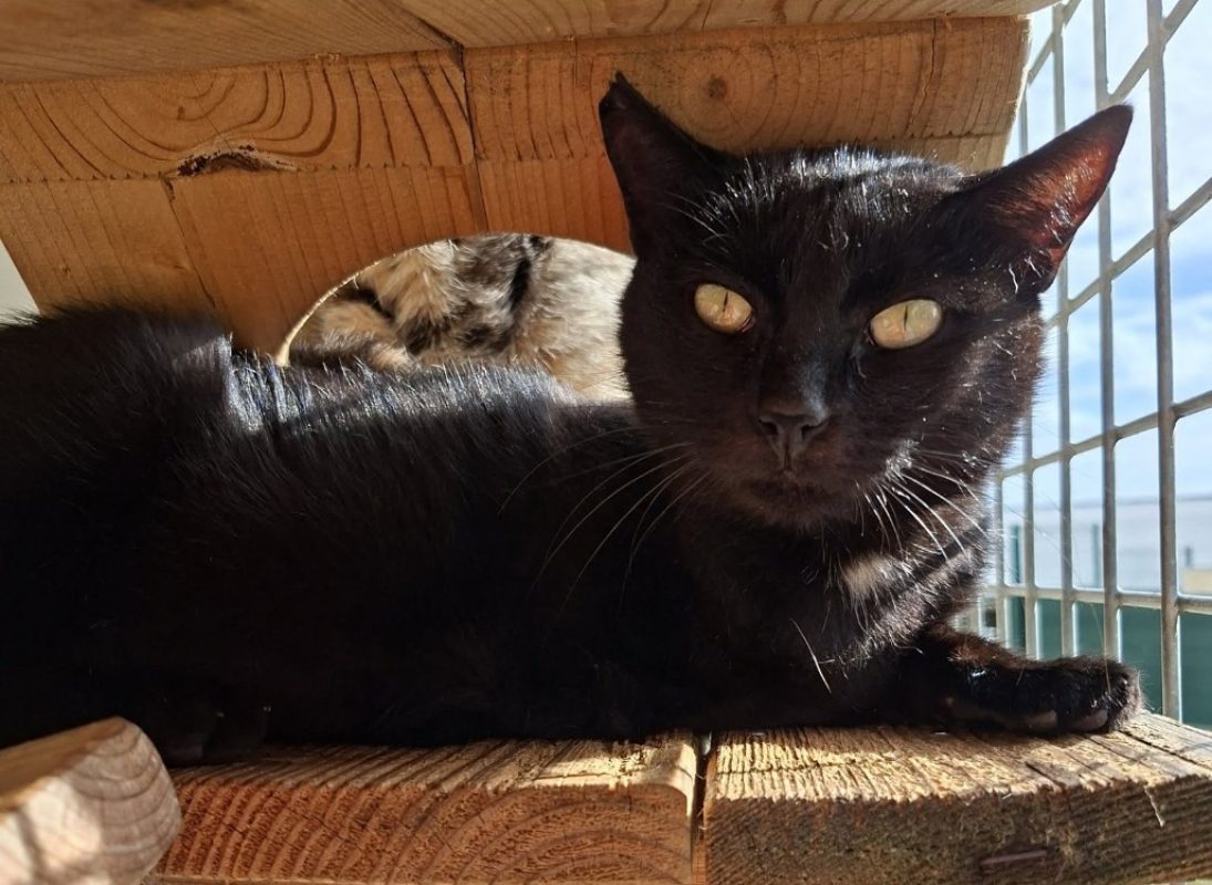 Bogota - Chat Européen à adopter