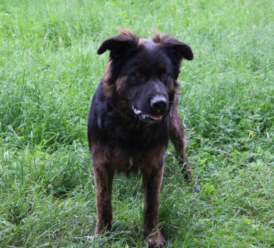 Aston - Chien à adopter