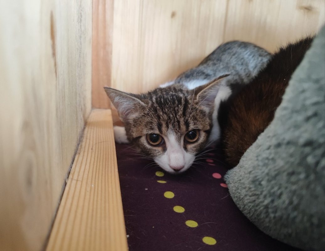 Ginny - Chat Européen à adopter