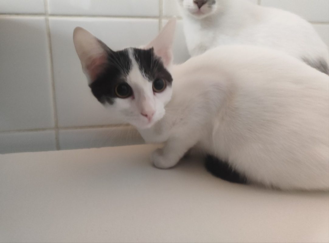 Hermione - Chat Européen à adopter