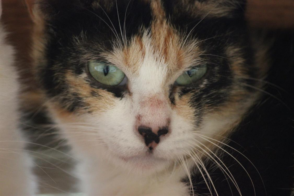 Photo #1 de Juliette