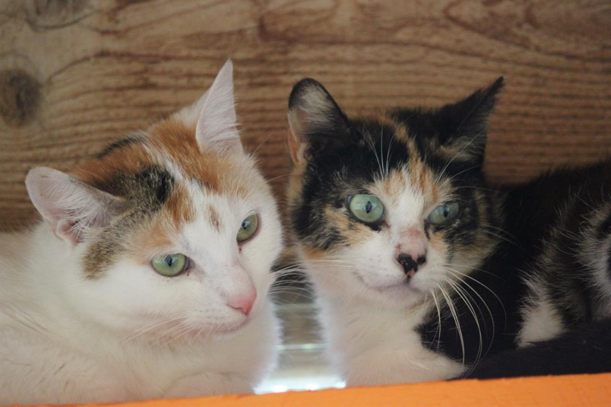 Photo #2 de Juliette