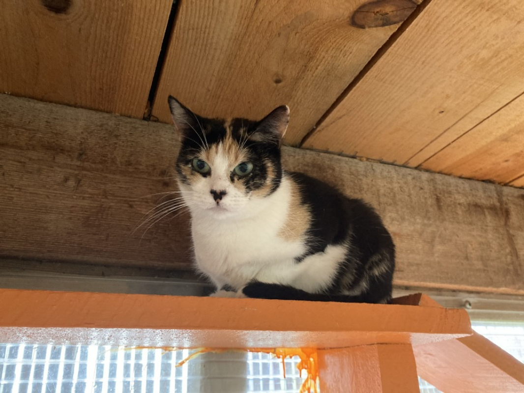 Photo #4 de Juliette