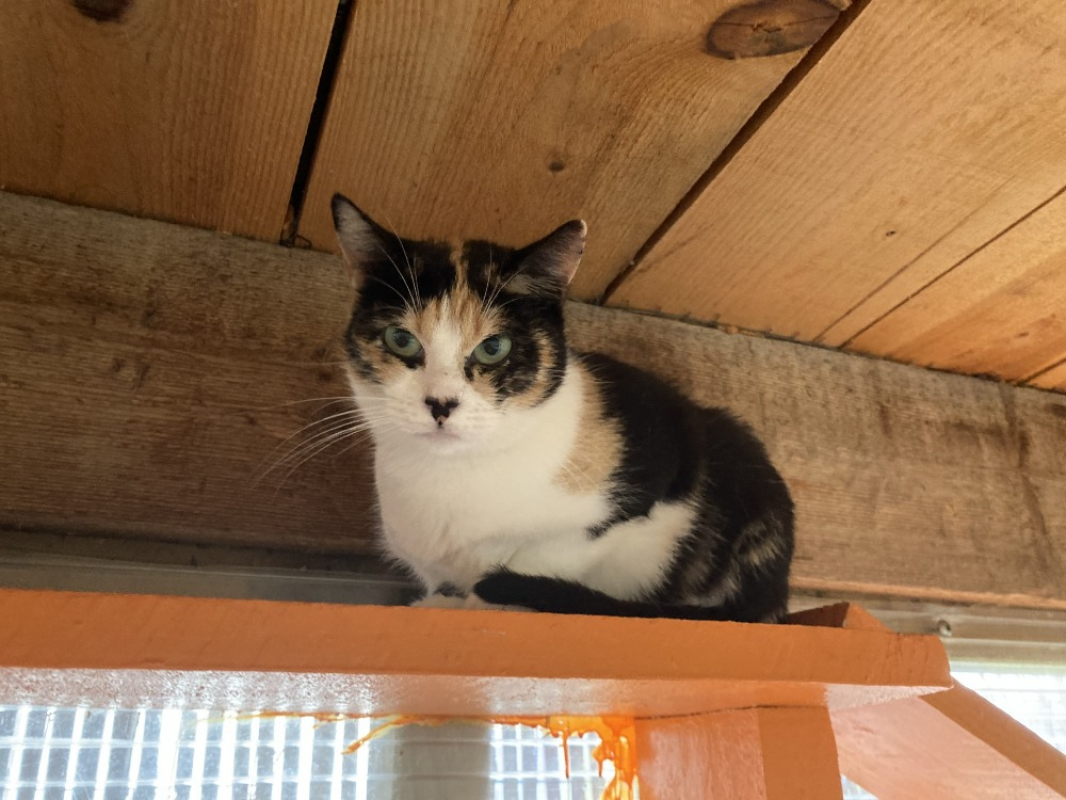 Photo #5 de Juliette