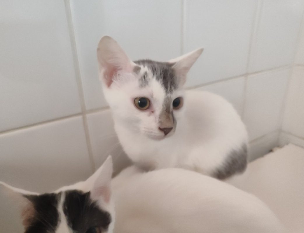 Lily - Chat Européen à adopter