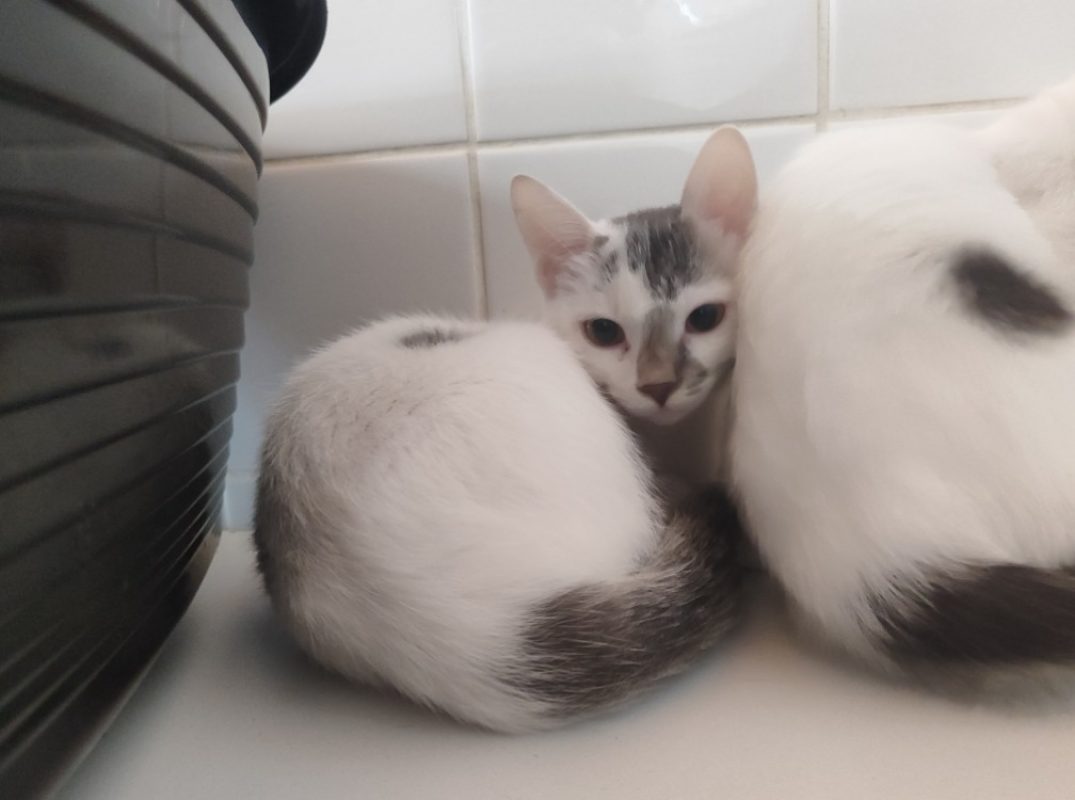 Lily - Chat Européen à adopter - photo 2