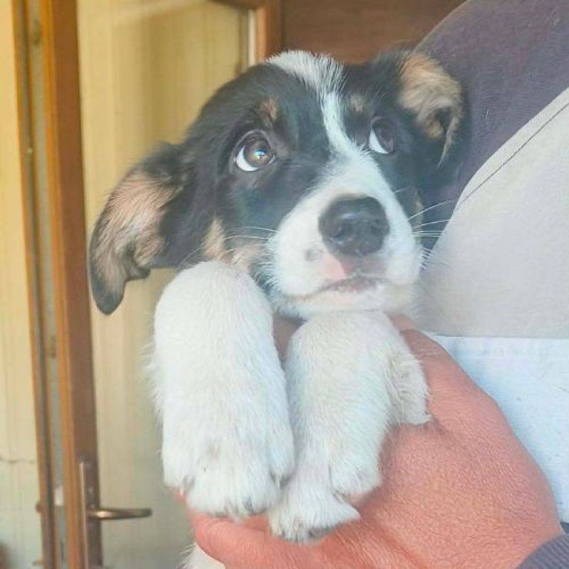 ARLECHINA - Chien à adopter - photo 2