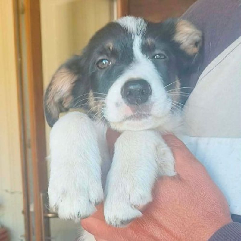 ARLECHINA - Chien à adopter - photo 3