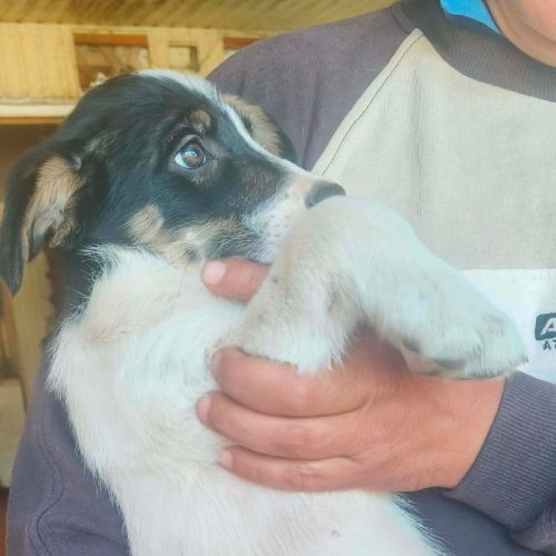 ARLECHINA - Chien à adopter
