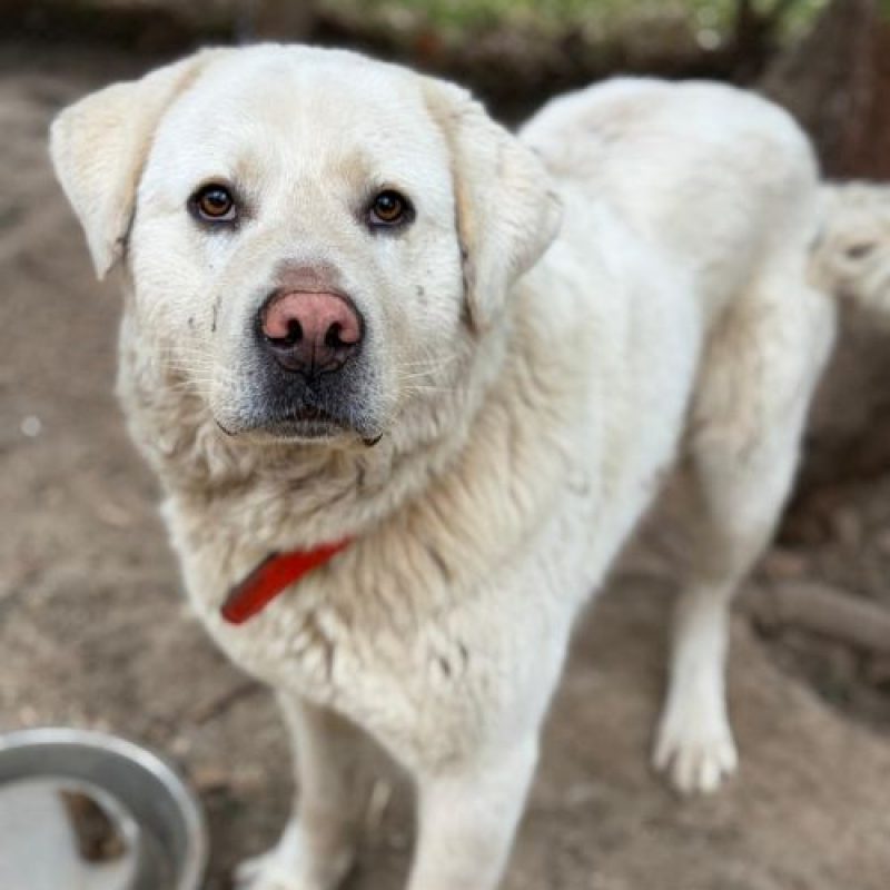 WINNIE - Chien à adopter - photo 4