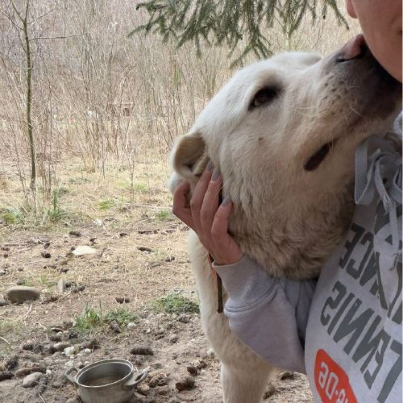 WINNIE - Chien à adopter - photo 5