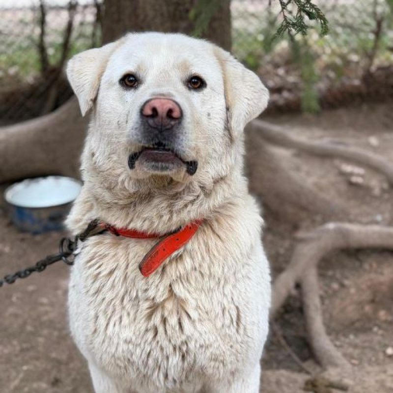 WINNIE - Chien à adopter