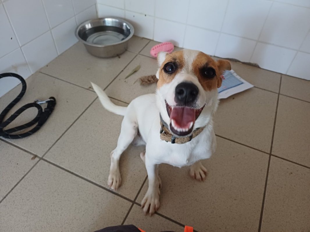 Jack - Chien à adopter