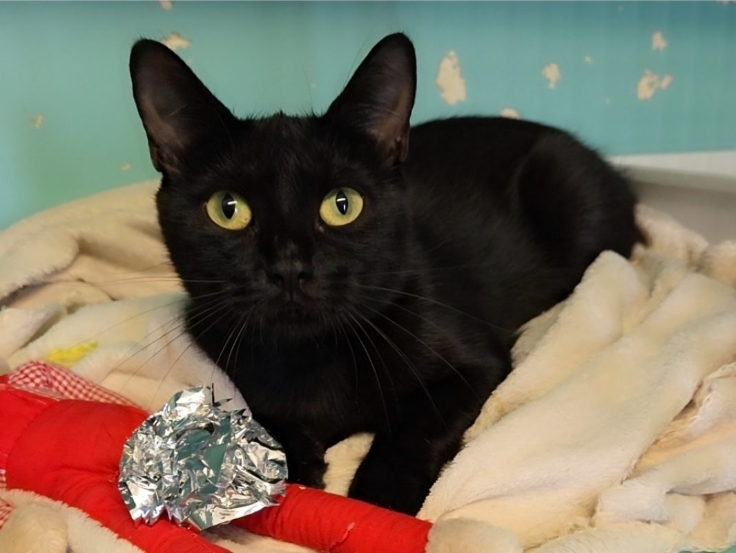 Poire - Chat Européen à adopter