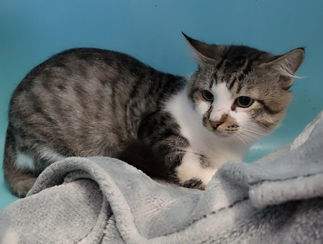 Rodrigue - Chat Européen à adopter