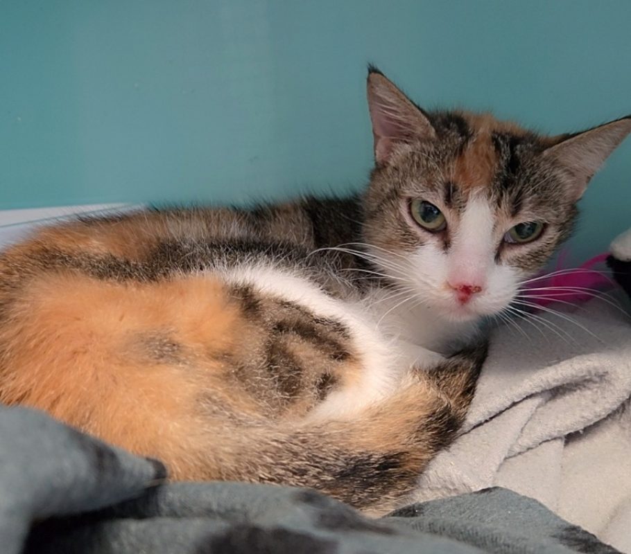 Serena - Chat Européen à adopter