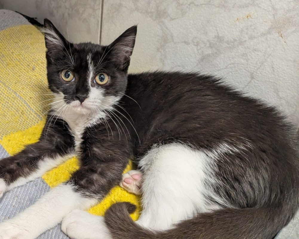 Capri - Chat Européen à adopter