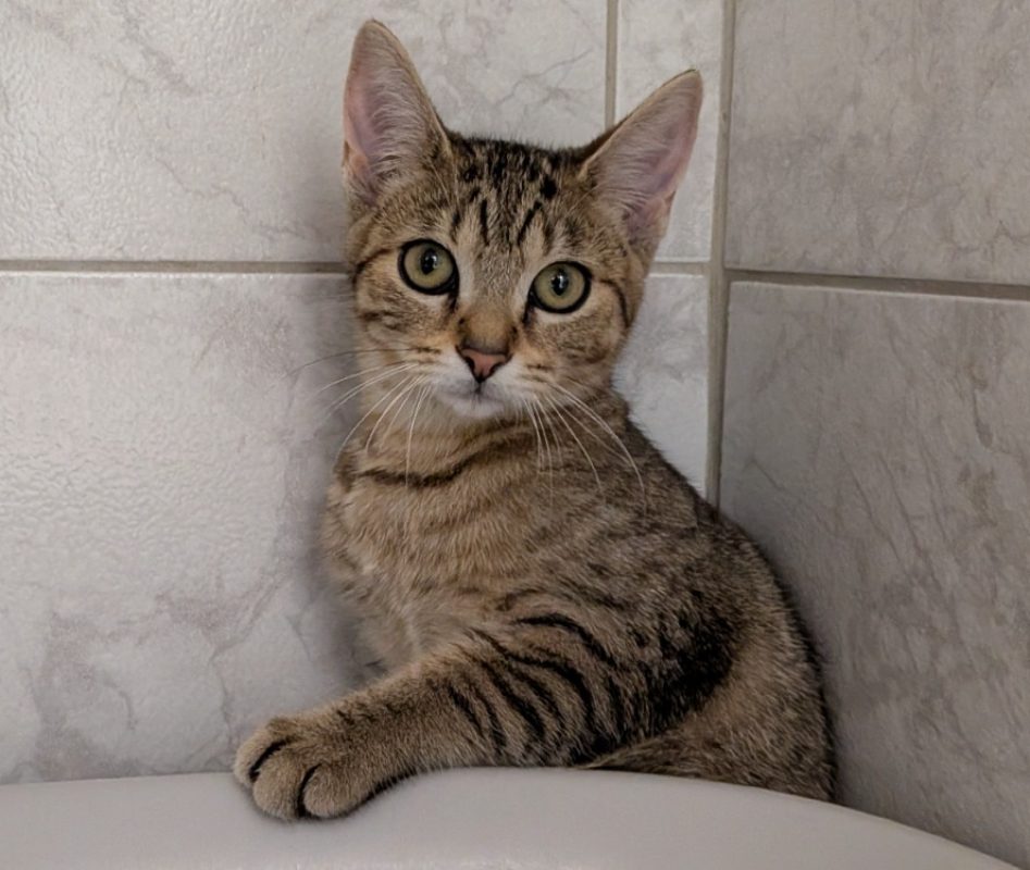 Cheese - Chat Européen à adopter