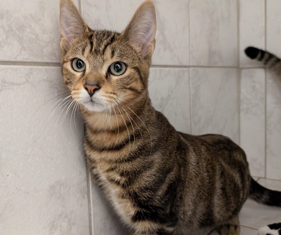 Mac - Chat Européen à adopter