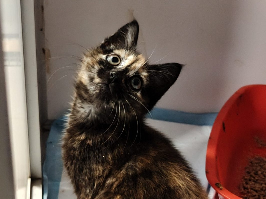 CacahuÈte - Chat Européen à adopter