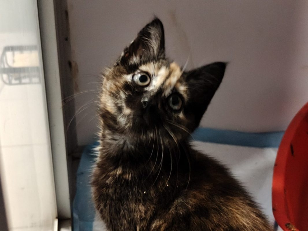 CacahuÈte - Chat Européen à adopter - photo 2