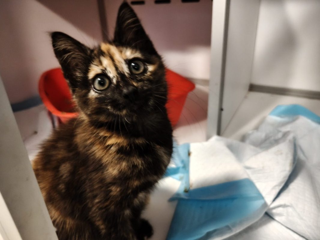 CacahuÈte - Chat Européen à adopter - photo 3