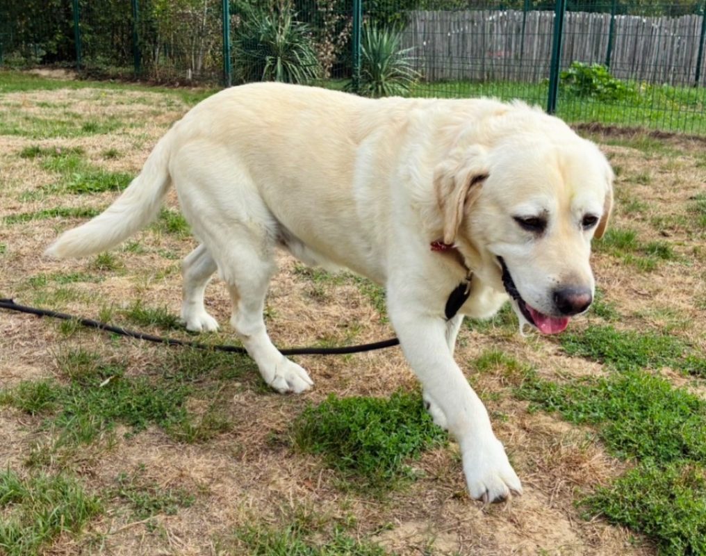 Nouki - Chien à adopter