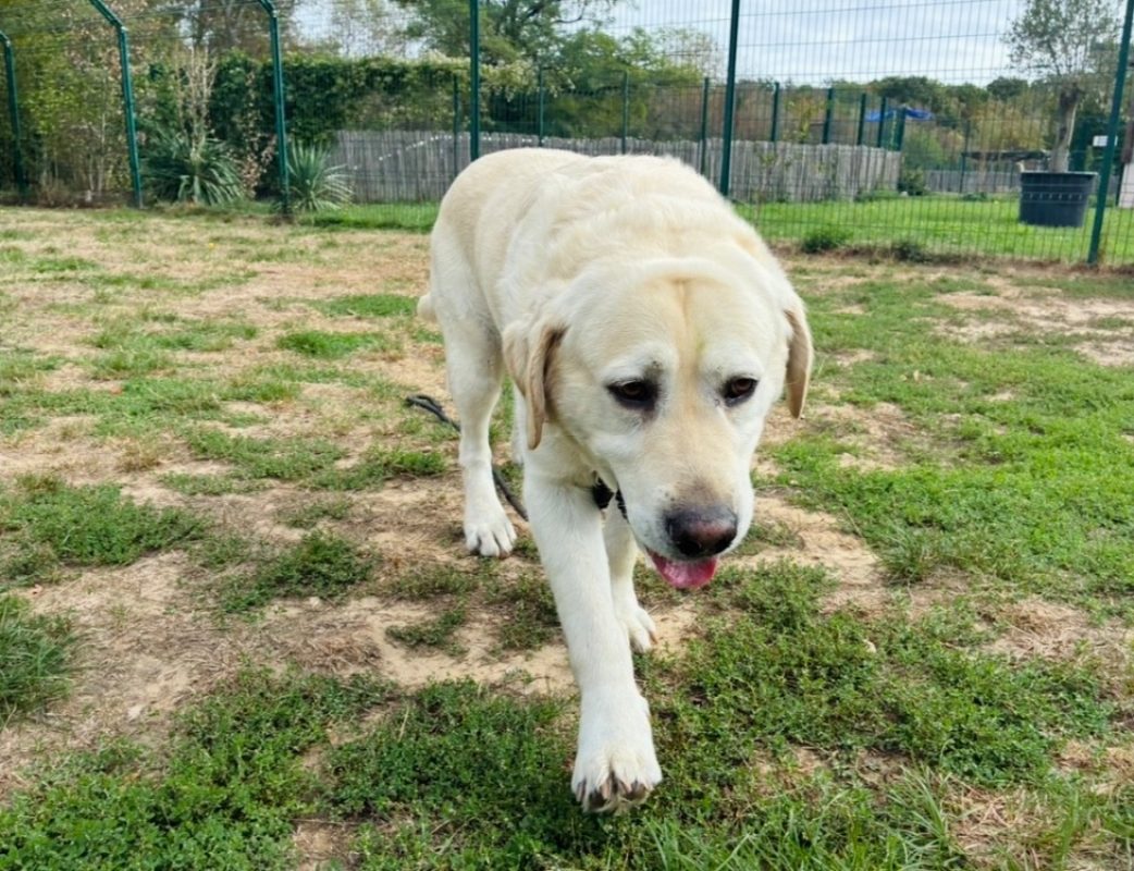 Nouki - Chien à adopter - photo 2