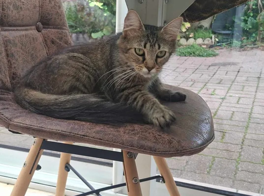 Fiona - Chat Européen à adopter - photo 2