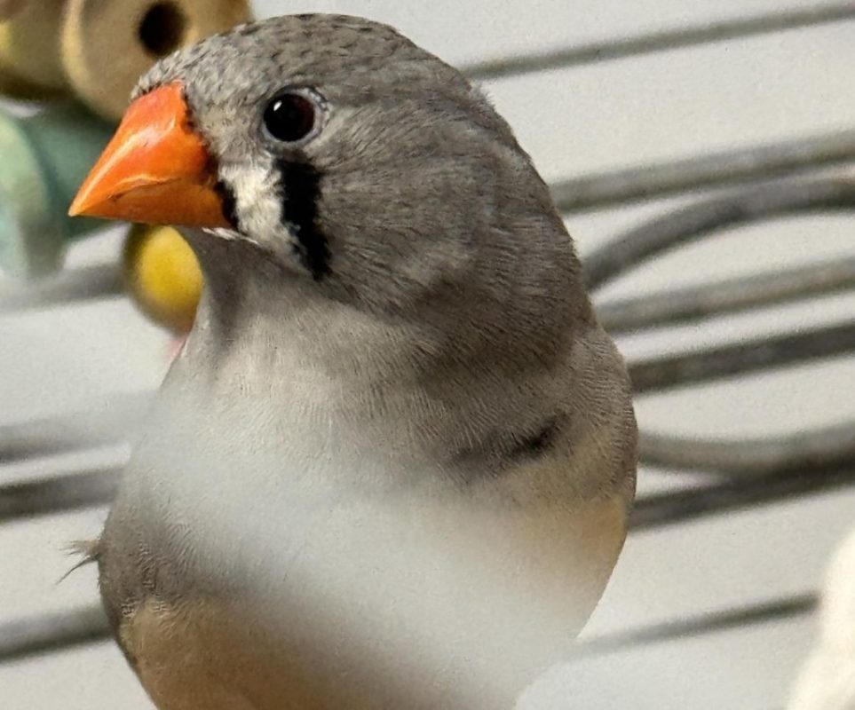 AltaÎr - Oiseau à adopter