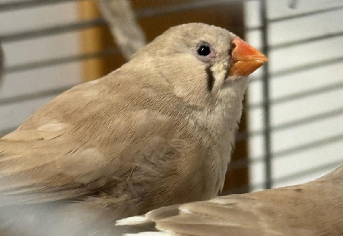 Comete - Oiseau à adopter