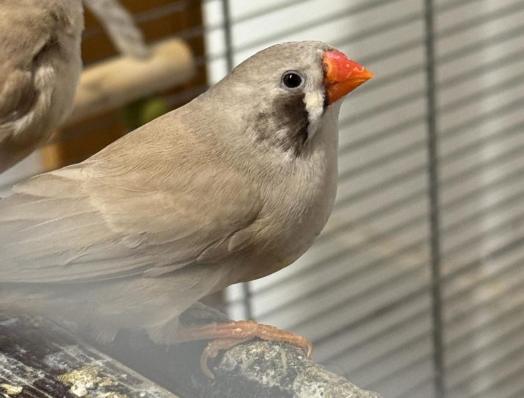 Vega - Oiseau à adopter