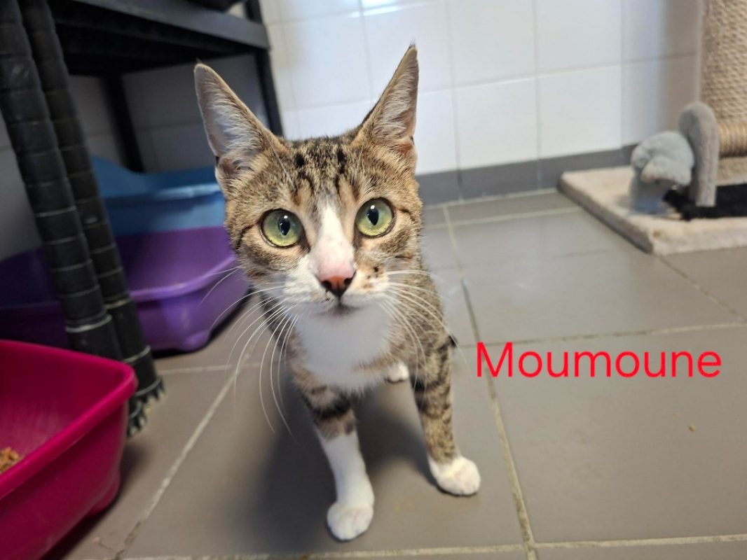 Moumoune - Chat Européen à adopter