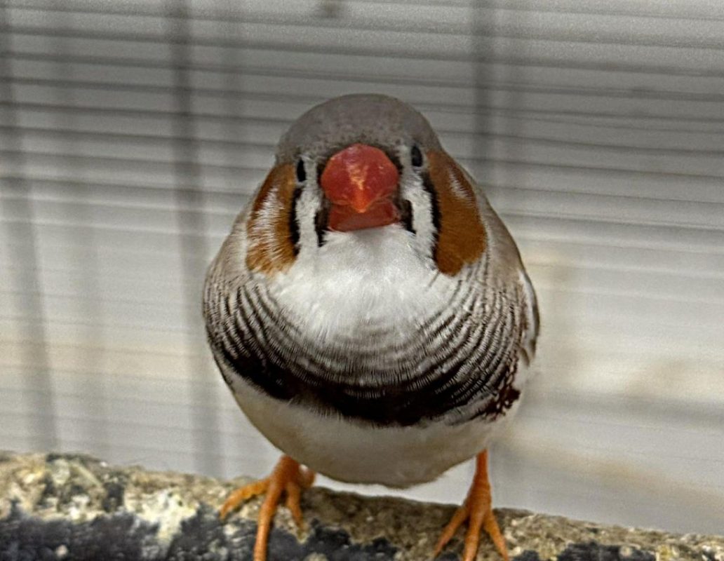 Cosmos - Oiseau à adopter