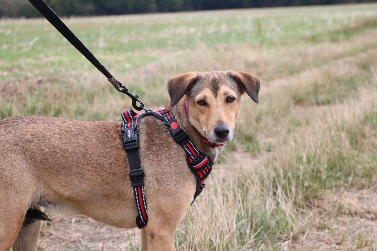 Capucine - Chien Berger à adopter