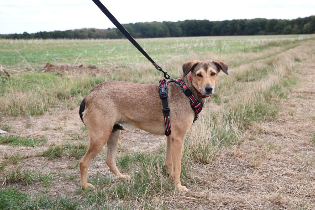Capucine - Chien Berger à adopter - photo 2