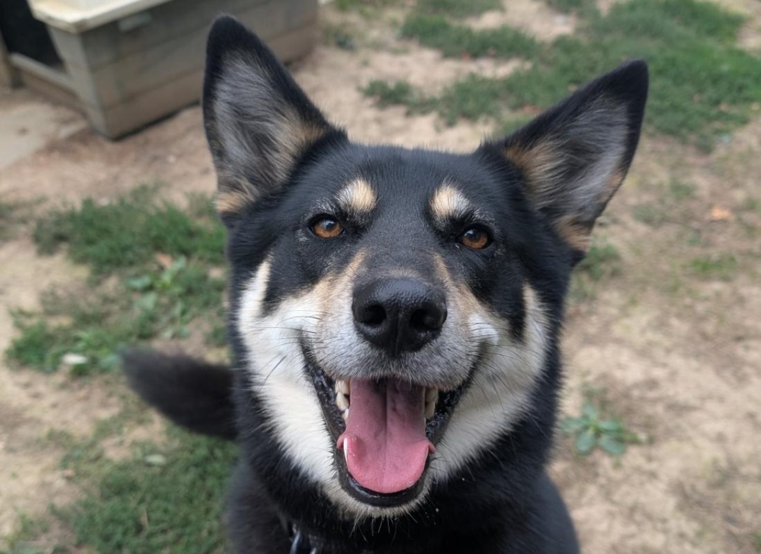 Merry - Chien à adopter