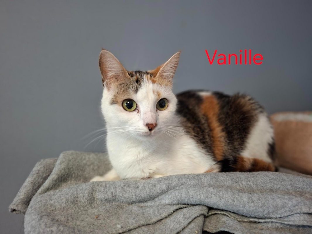 Vanille - Chat Européen à adopter