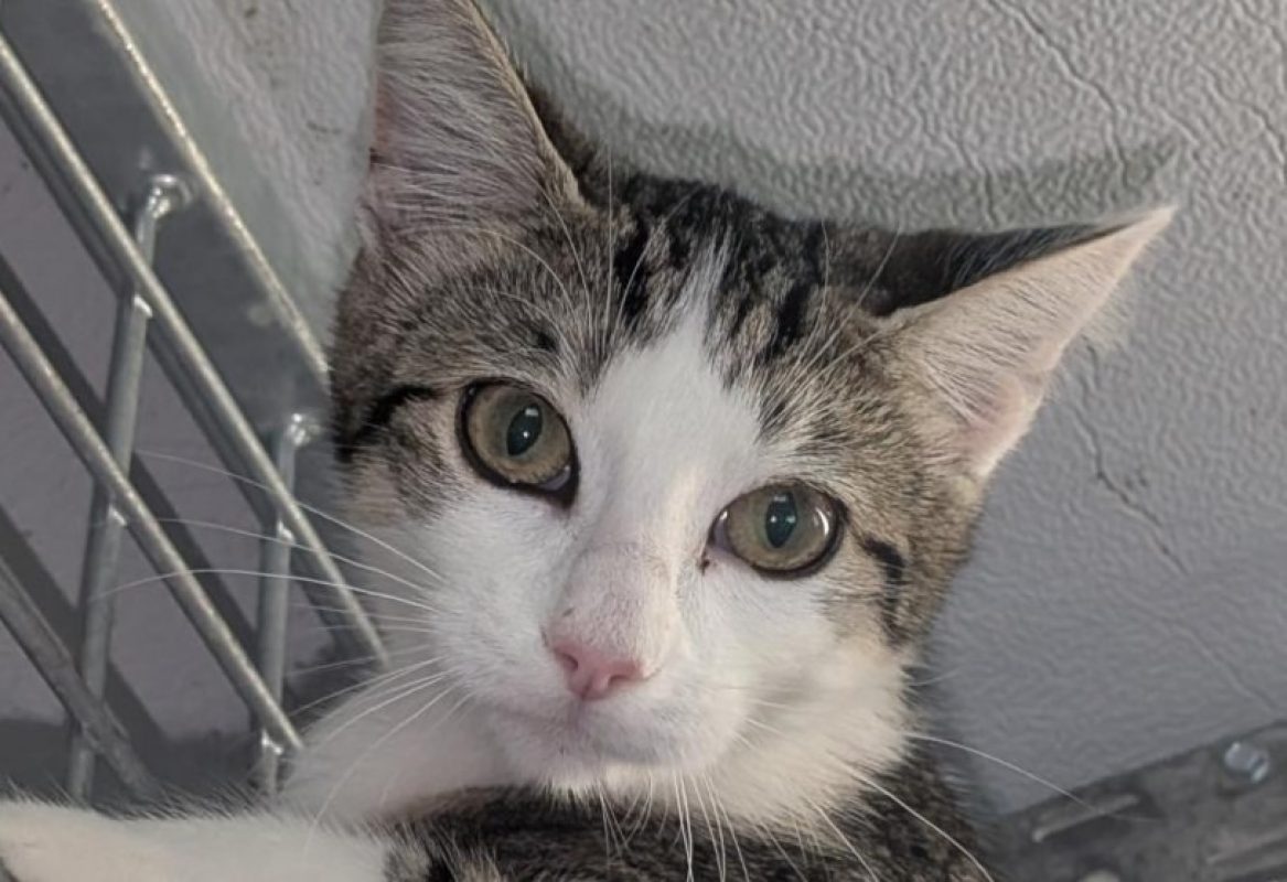 Cleo - Chat Européen à adopter