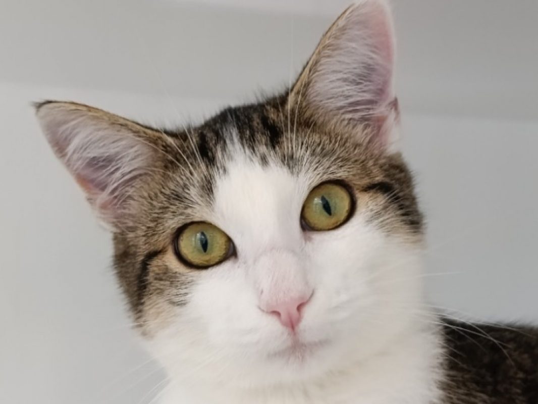 Cleo - Chat Européen à adopter