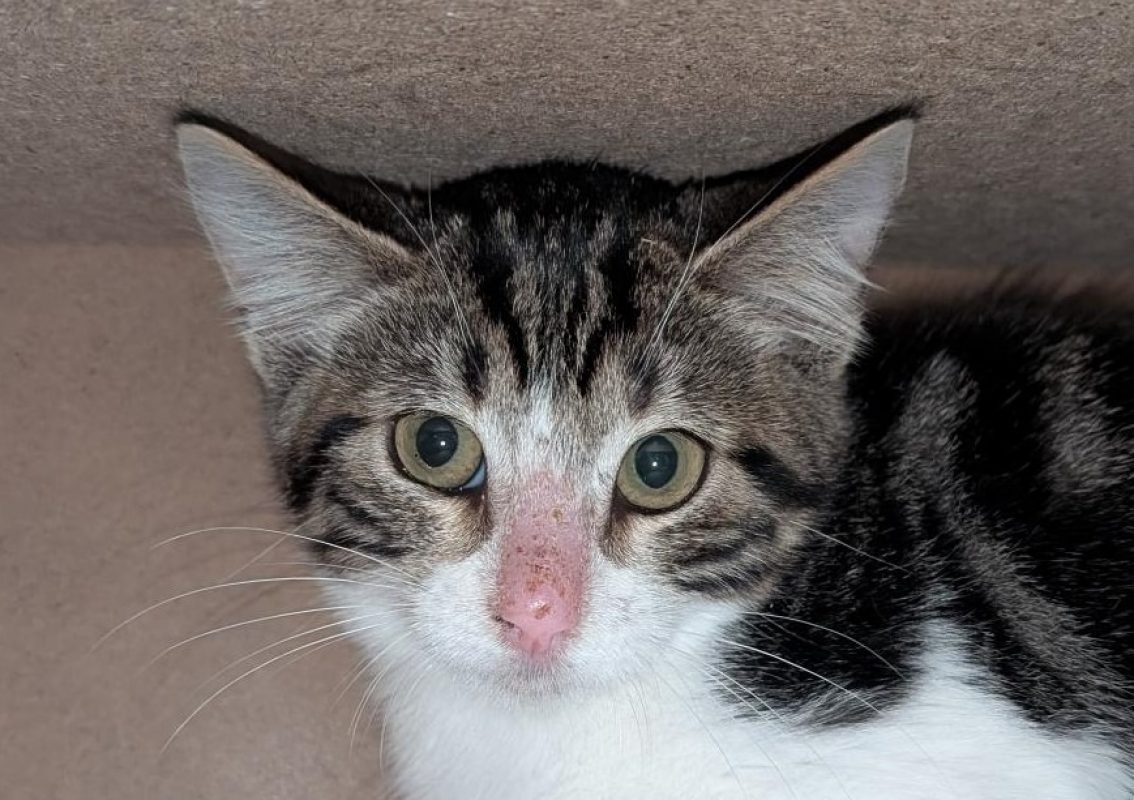 Bidula - Chat Européen à adopter