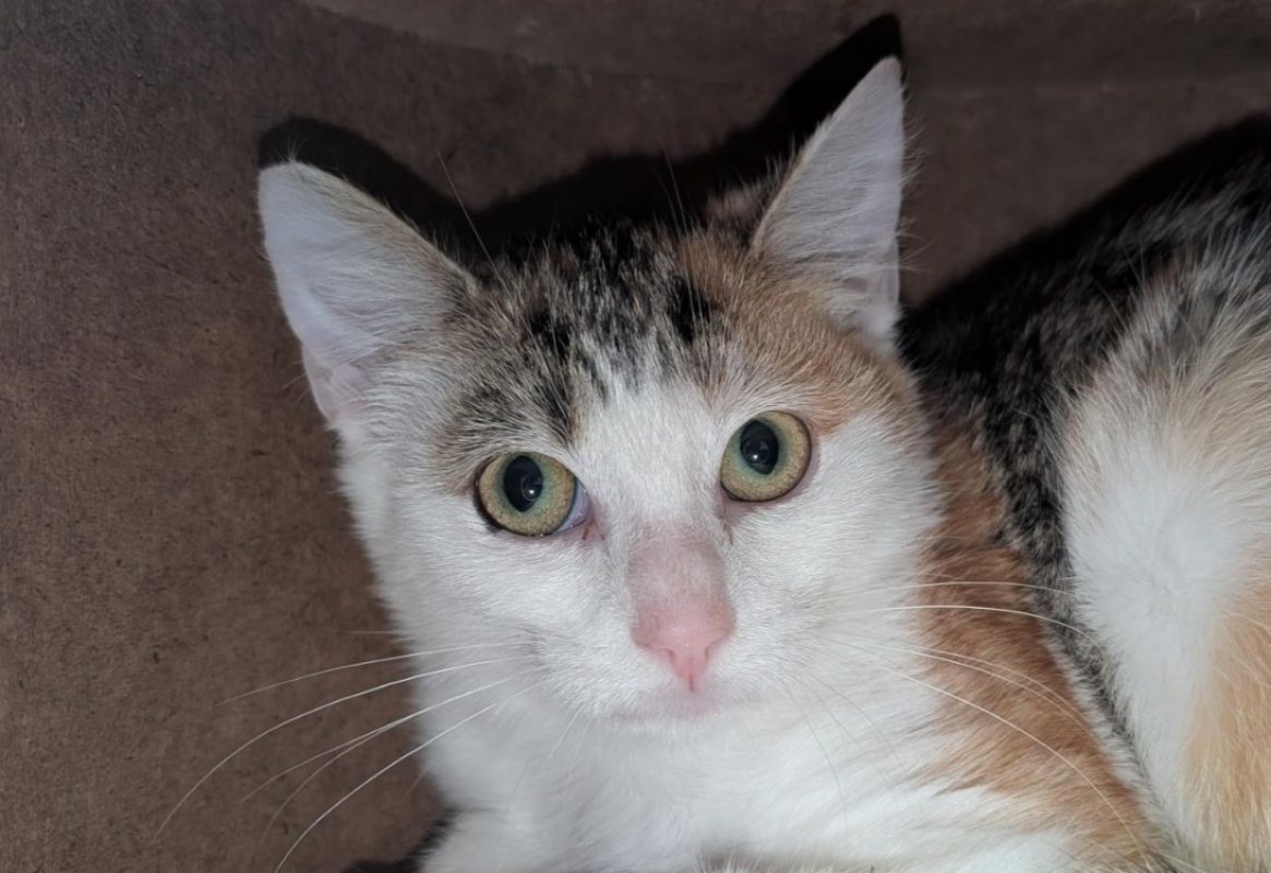 Joanna - Chat Européen à adopter