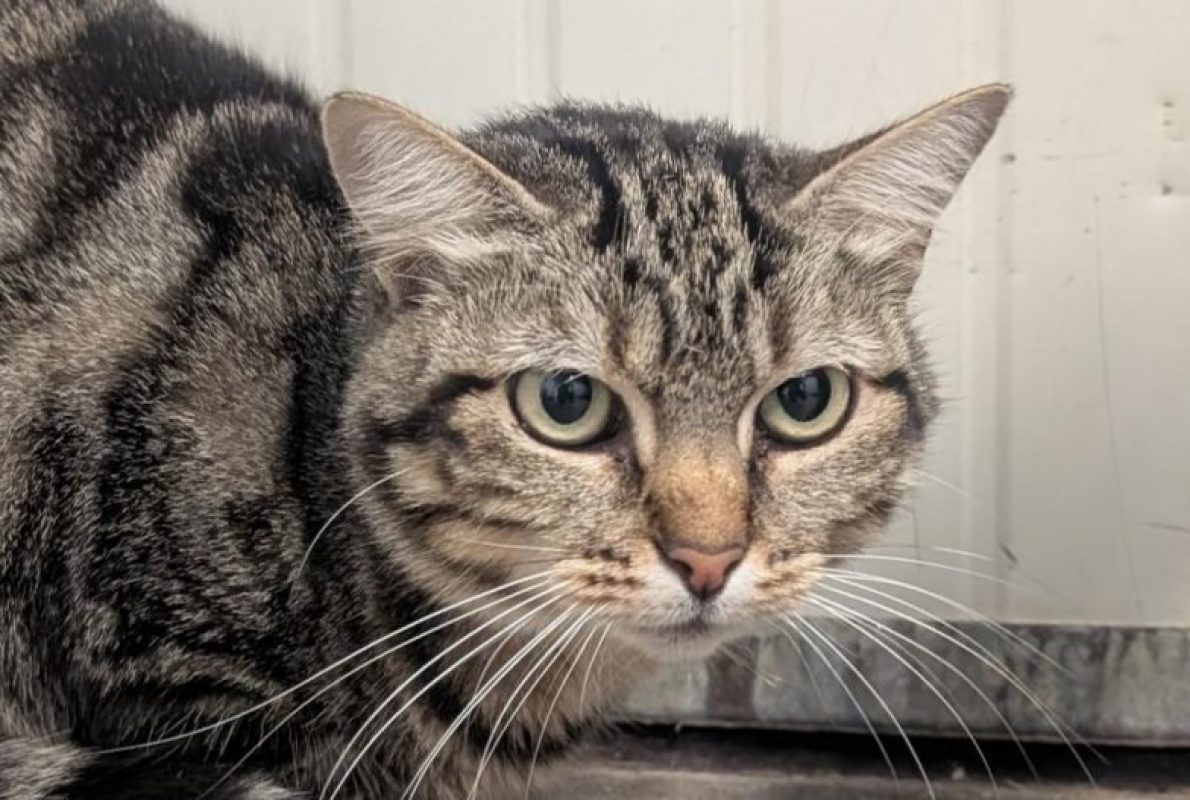 Cyrcé - Chat Européen à adopter