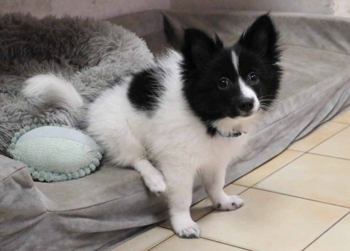 Boky - Chien à adopter