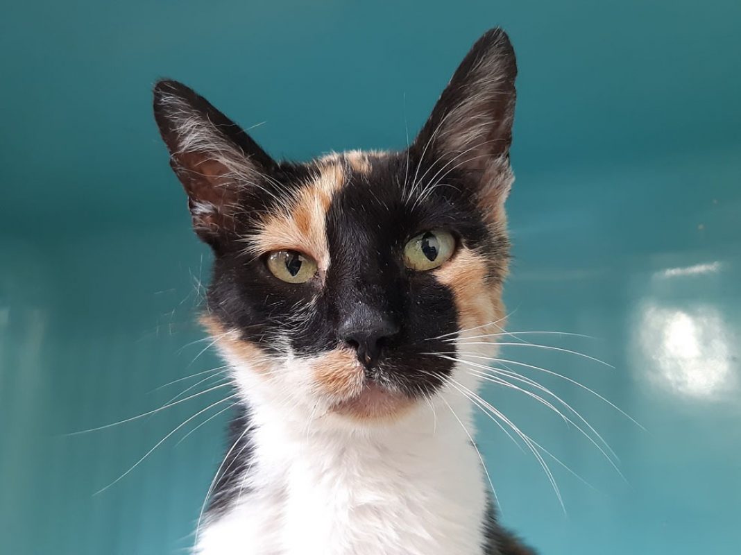 Chariette - Chat Européen à adopter