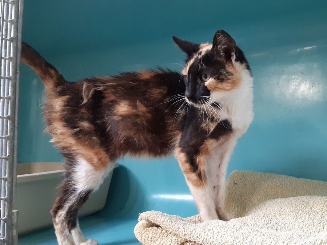 Chariette - Chat Européen à adopter - photo 2