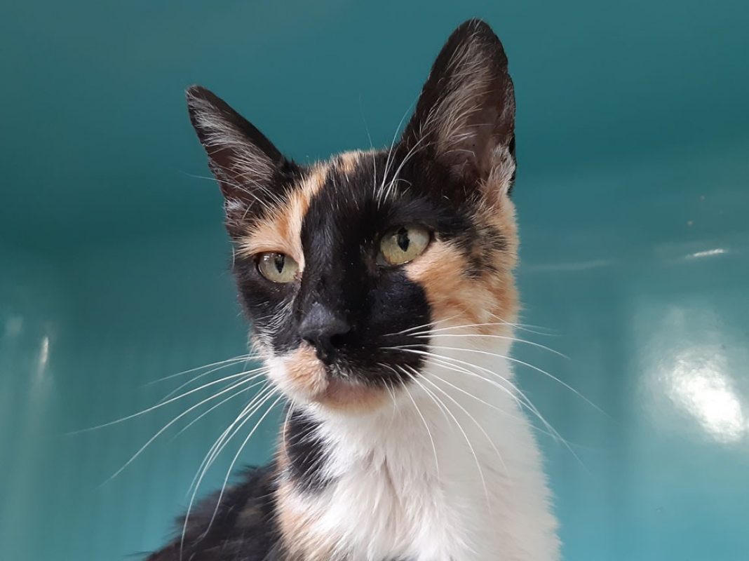 Chariette - Chat Européen à adopter - photo 3